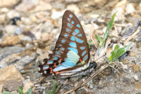 Graphium eurypylus- Khao Phanom Bencha National Park - 18/01/26