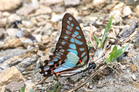Graphium eurypylus - Great Jay