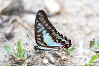 Graphium eurypylus--3 - Khao Phanom Bencha National Park - 18/01/26