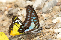 Graphium evemon - Lesser Jay