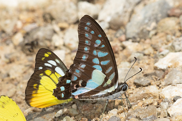 Graphium evemon-0248Khao Phanom Bencha National Park - 18/01/26