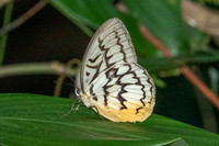 Melanocyma faunula-9652- Khao Phanom Bencha National Park - 17/01/26