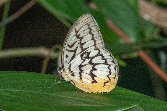 Melanocyma faunula-9652- Khao Phanom Bencha National Park - 17/01/26