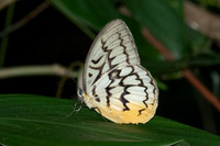 Melanocyma faunula-9653- Khao Phanom Bencha National Park - 17/01/26