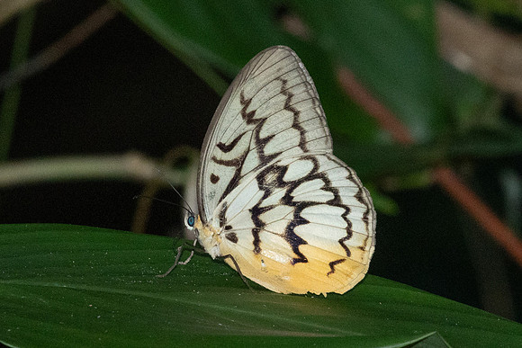Melanocyma faunula-9653- Khao Phanom Bencha National Park - 17/01/26
