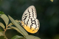 Melanocyma faunula-9660- Khao Phanom Bencha National Park - 17/01/26
