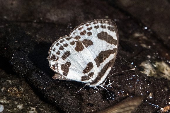 Discolampa ethion ethion-0878 - Doi-Suthep - 13/11/23