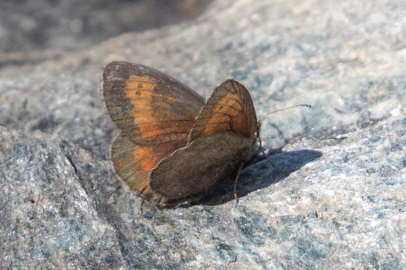 Erebia mnestra-6938 - Termignon - 15/07/22