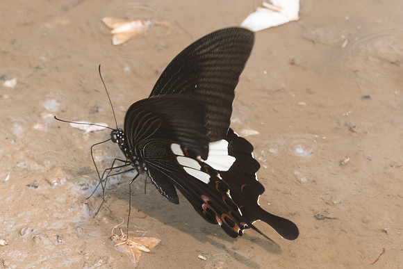 Papilio helenus helenus-9527 -  Chiang Dao  - 11/03/23