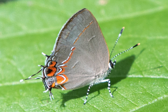 Calycopis quintana o isobeon-4-2
