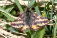 Lythria plumularia-1052