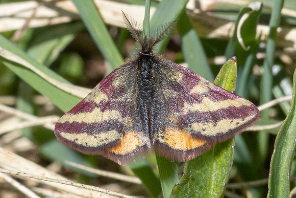 Lythria plumularia-1052