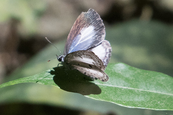 Celastrina lavendularis isabella-1177 - Koh Samui - 18/03/23