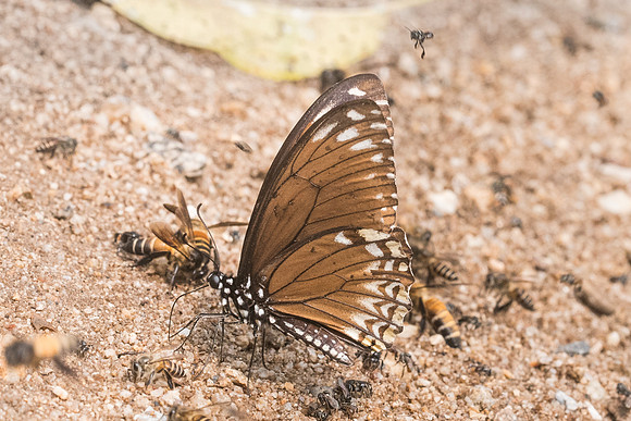 Papilio clytia clytia f onpape - 9621- Chiang Dao  - 11/03/23