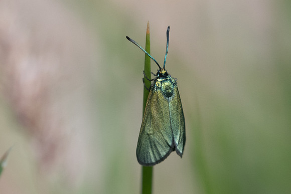 Adscita sp -9793 - Vence