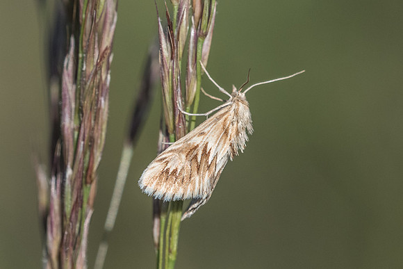Cynaeda dentalis - Fontainebleau
