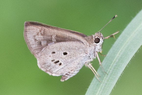 Suastus gremius-7470 - Krabi - 28/11/23