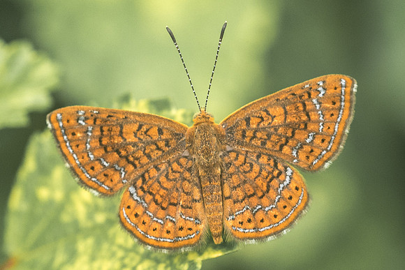 Calephelis sp-2070
