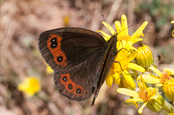 Erebia meolans-