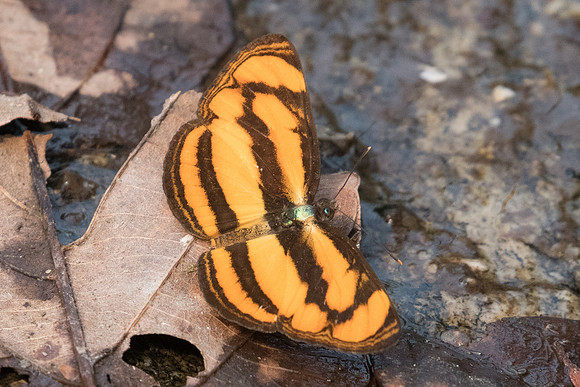 Pantoporia paraka paraka-6463 - Doi Suthep - 10/03/23