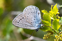 Iolana iolas-1479 - Le Beausset - 8/05/2026