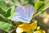 Iolana iolas-9975 - Le Beausset - 6/05/26