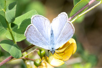 Iolana iolas-9982- Le Beausset - 6/05/26