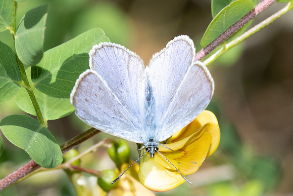 Iolana iolas-9982- Le Beausset - 6/05/26