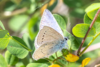 Iolana iolas-9985- Le Beausset - 6/05/26