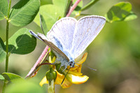 Iolana iolas-9981- Le Beausset - 6/05/26