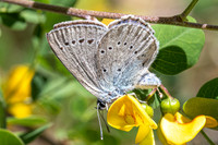 Iolana iolas-9970- Le Beausset - 6/05/26