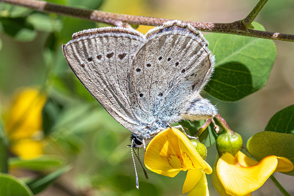 Iolana iolas-9970- Le Beausset - 6/05/26