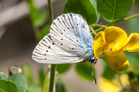 Iolana iolas-9954- Le Beausset - 6/05/26