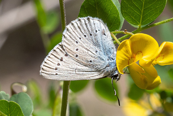 Iolana iolas-9954- Le Beausset - 6/05/26