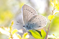 Iolana iolas-9936- Le Beausset - 6/05/26