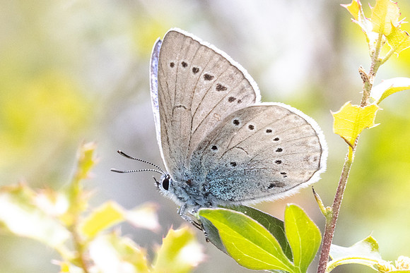Iolana iolas-9936- Le Beausset - 6/05/26