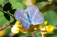Iolana iolas-9900- Le Beausset - 6/05/26