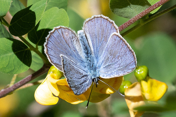 Iolana iolas-9900- Le Beausset - 6/05/26
