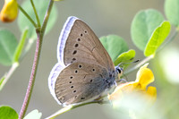 Iolana iolas-9614 - 5/05/26
