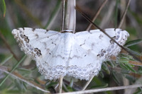 Scopula decorata-0803