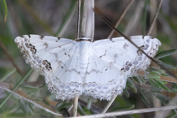 Scopula decorata-0803