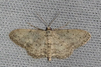 Idaea seriata-0531 - Le Beausset - 6/05/26
