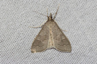 Mecyna asinalis-8410