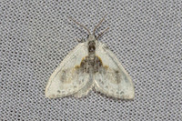 Cilix glaucata-8267