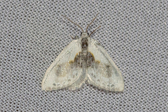 Cilix glaucata-8267