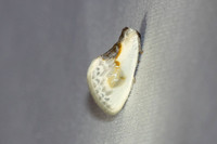 Cilix glaucata-8223- 18/04/26 - Castelneau-de-Gers