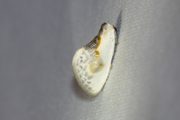 Cilix glaucata-8223- 18/04/26 - Castelneau-de-Gers
