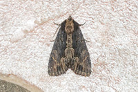 Dypterygia scabriuscula L-8264 - Castelnau de Guers - 17/04/26