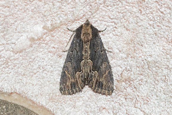 Dypterygia scabriuscula L-8264 - Castelnau de Guers - 17/04/26