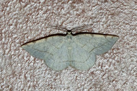 Stegania trimaculata-8407 - Castelneau de gers - 19/04/26